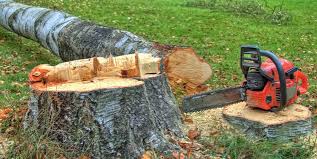 How Our Tree Care Process Works  in  Bradford, PA